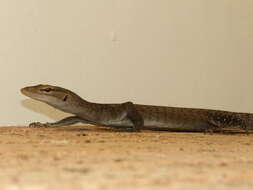 Image of monitor lizards