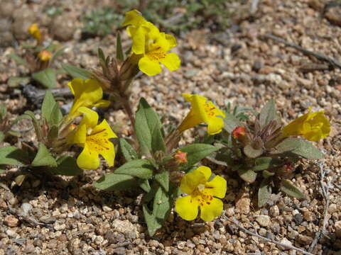 Image of red monkeyflower