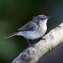 Image of Gerygone magnirostris magnirostris Gould 1843