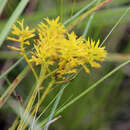 Image of low pinebarren milkwort