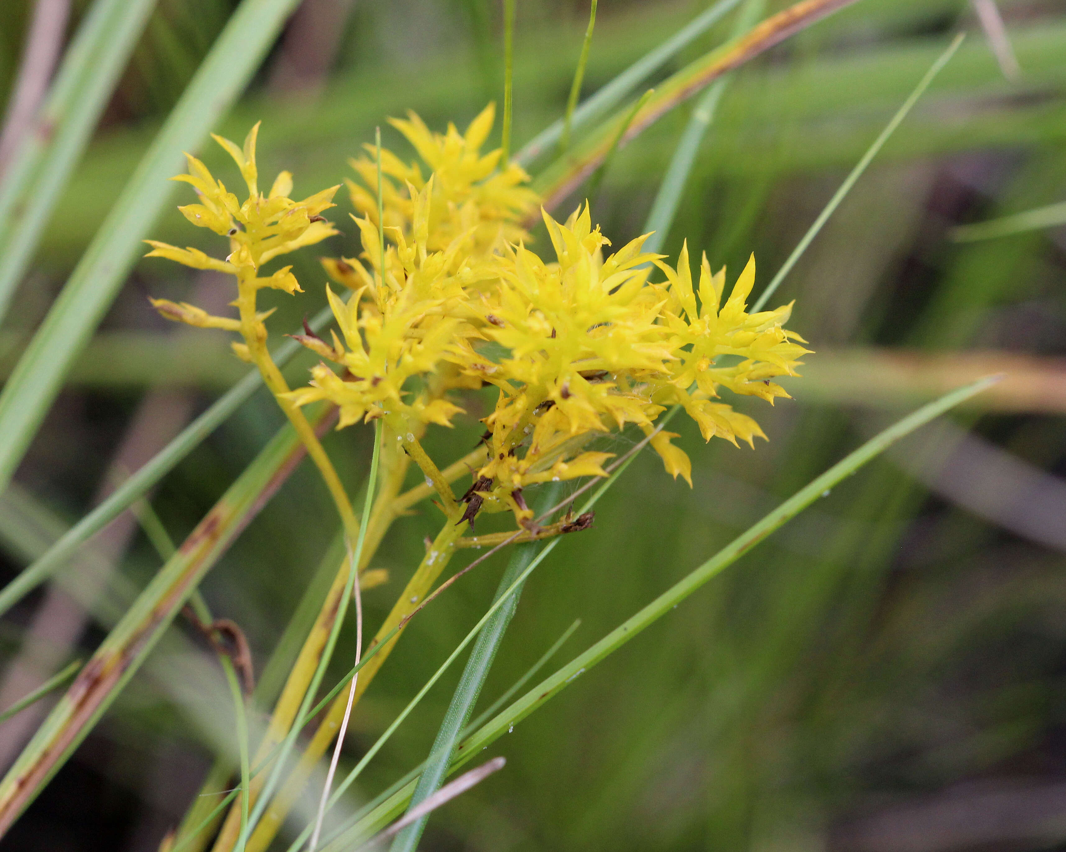 Plancia ëd Polygala ramosa Ell.