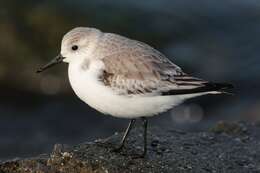 Image of Calidris Merrem 1804