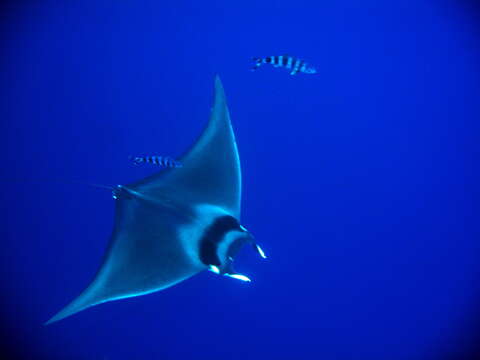 Image of Mobula ray