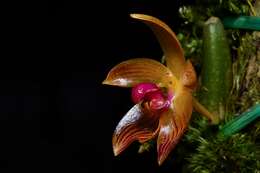 Imagem de Bulbophyllum pustulatum Ridl.