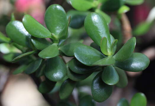 Image of jade plant