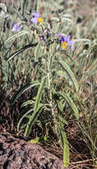 Image de Solanum elaeagnifolium Cav.