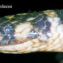 Image of Cantor's Water Snake