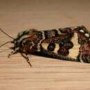 Image of Pasture Day Moth