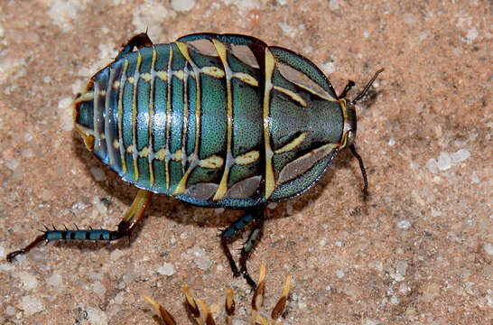 Image of Mardi Gras Cockroach