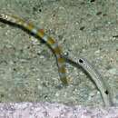 Image of Splendid garden eel