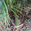 Image of Cycad