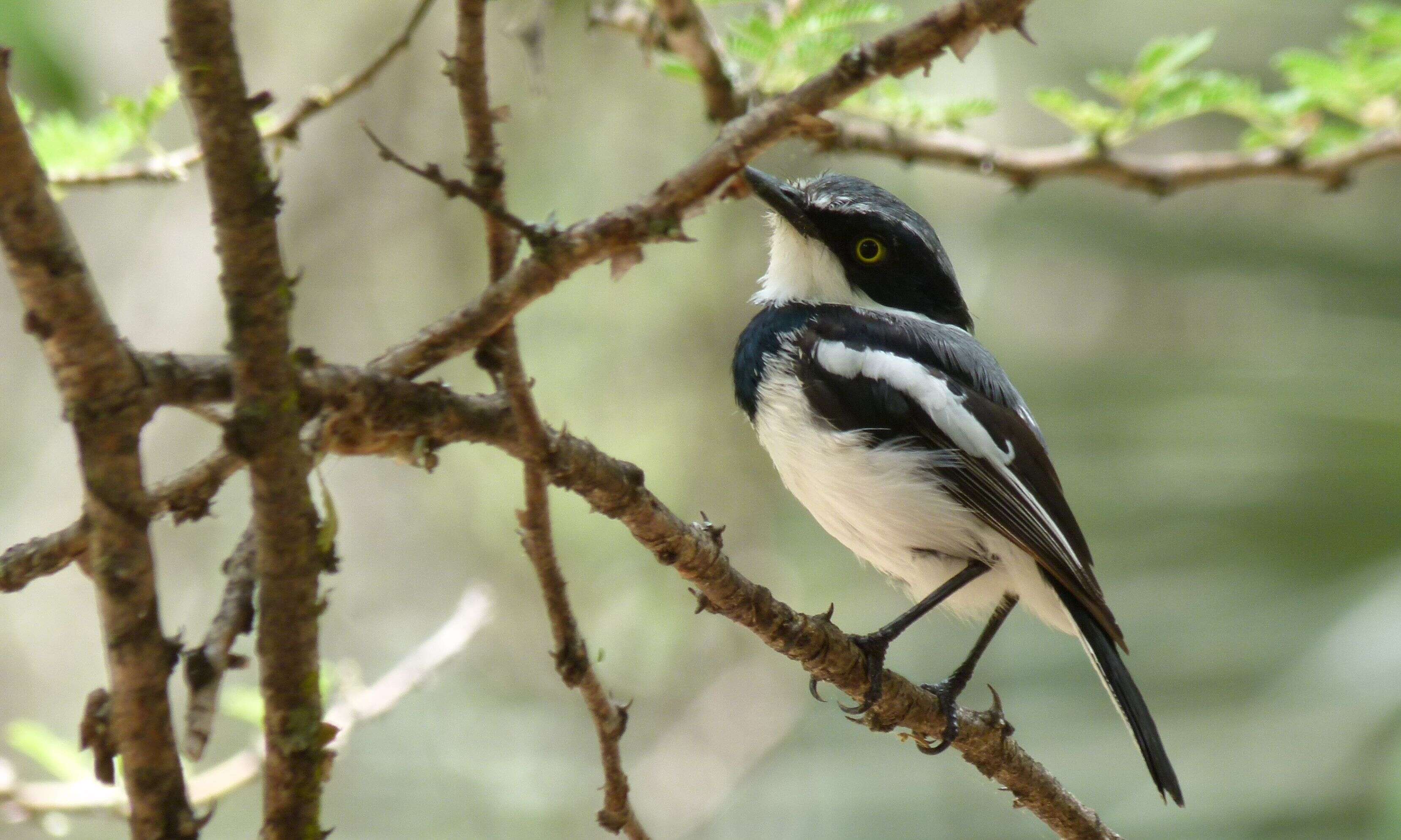 Image of platysteirid birds