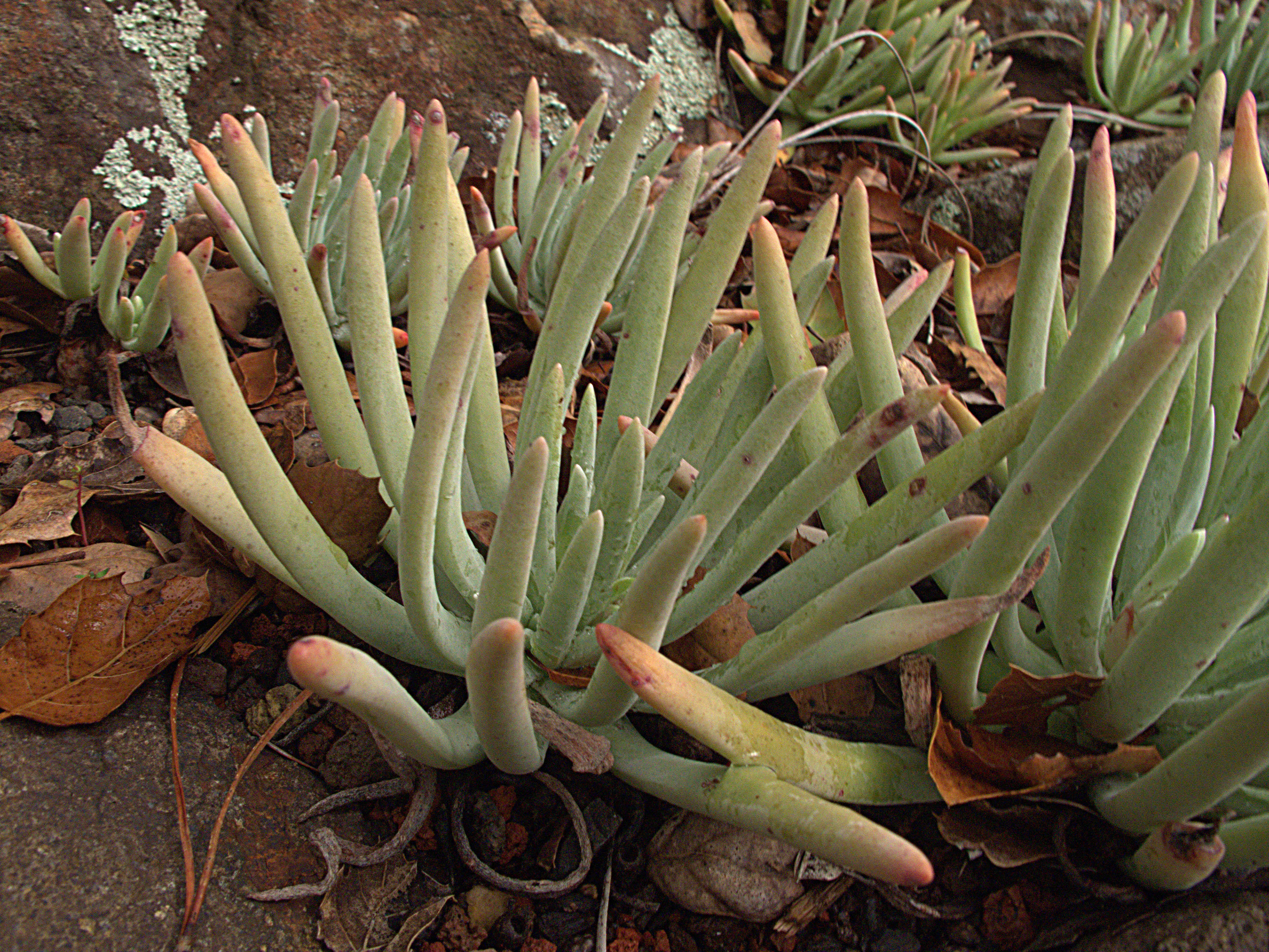 Image of bright green dudleya