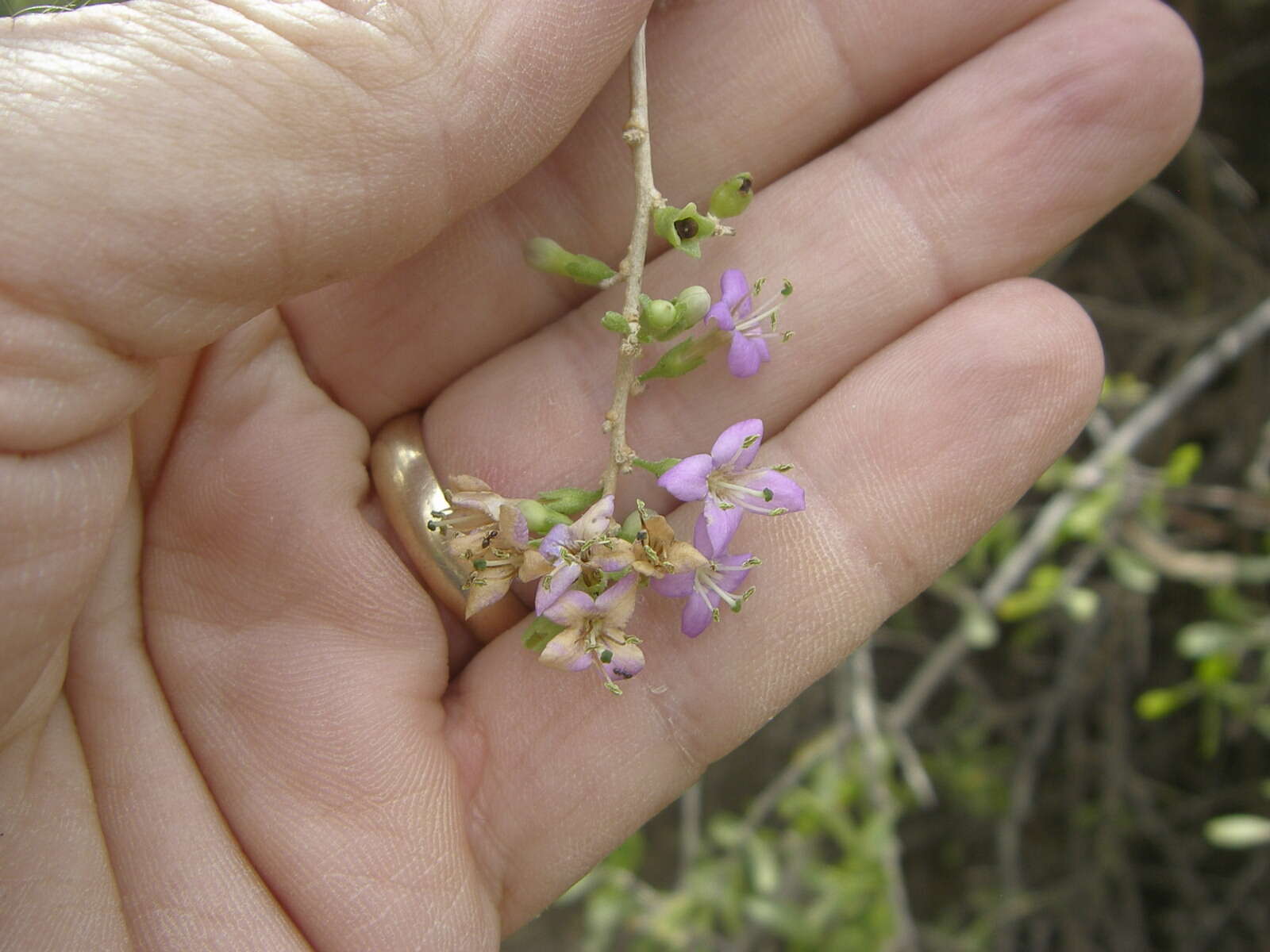 Image of Arizona desert-thorn