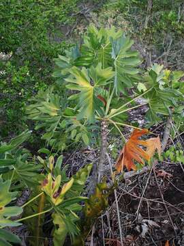 Philodendron saxicola K. Krause resmi