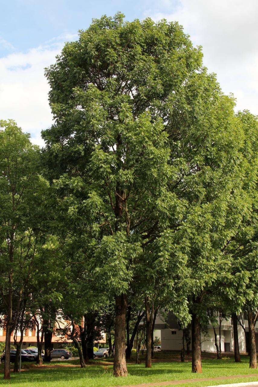 Image of Honduras mahogany