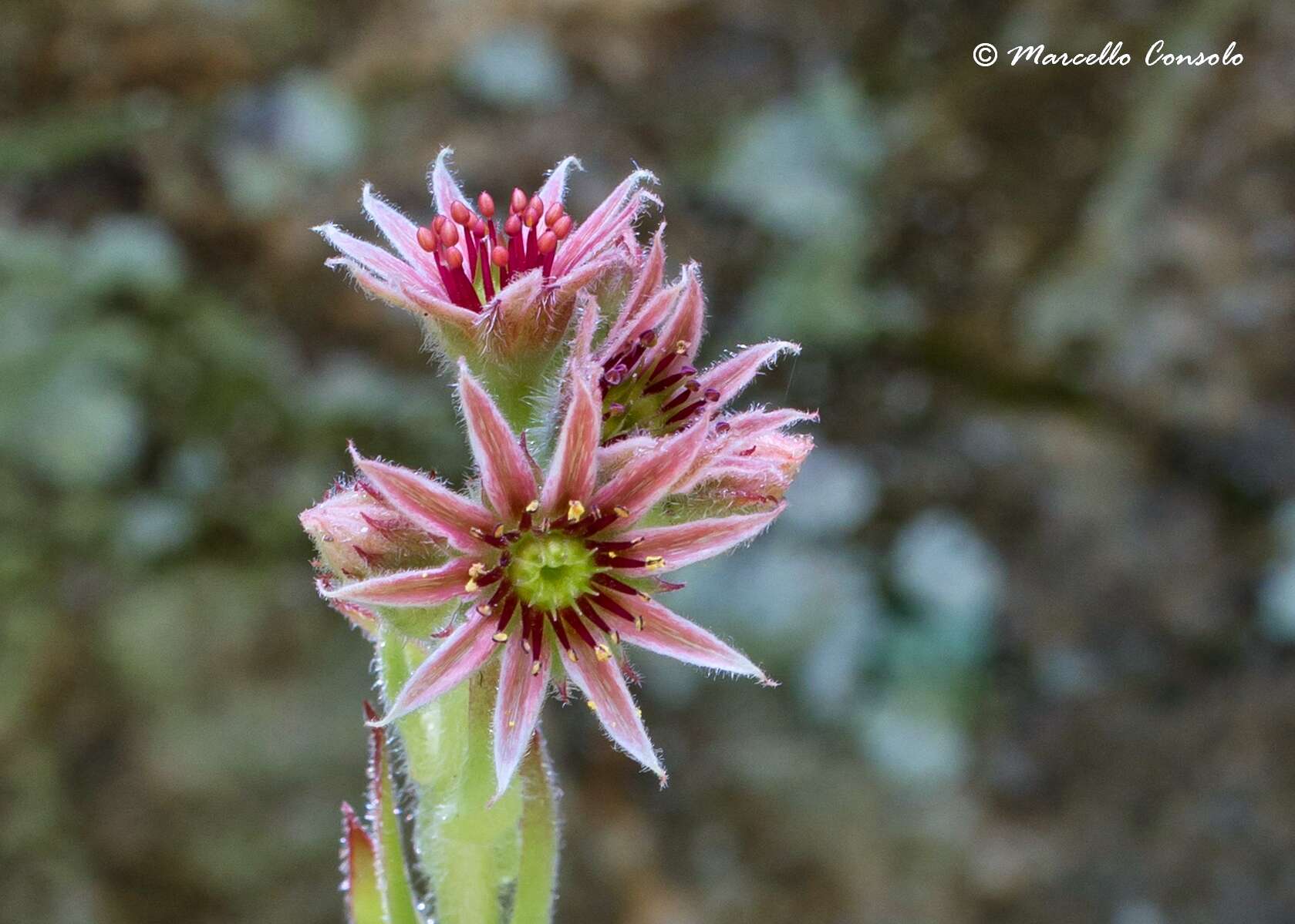 Image of common houseleek