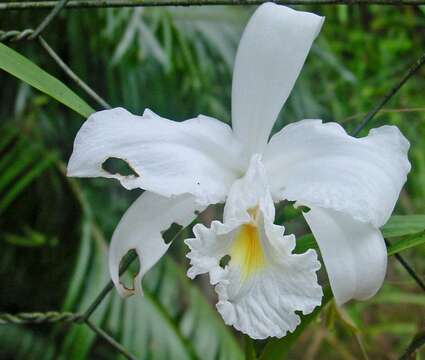 Image of Sobralia liliastrum Lindl.