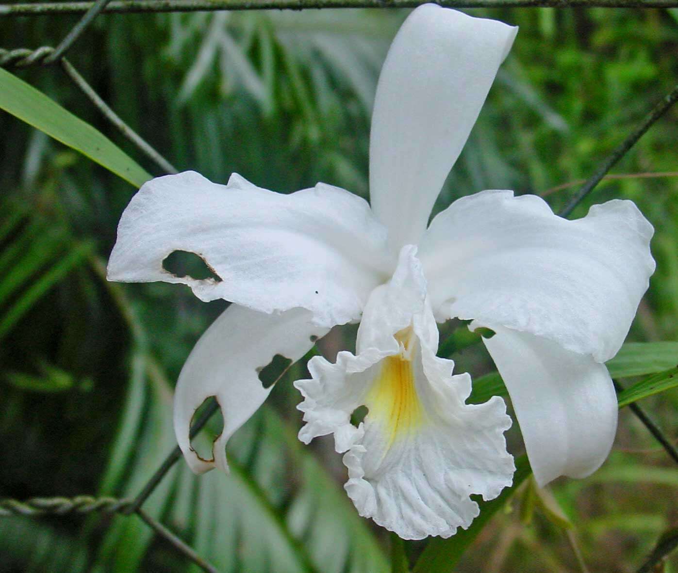 Image of Sobralia liliastrum Lindl.