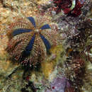 Image of blue tuxedo urchin