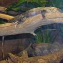 Image of Baker's Spinytail Iguana