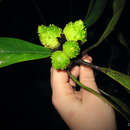 Image of Ficus cyathistipula Warb.