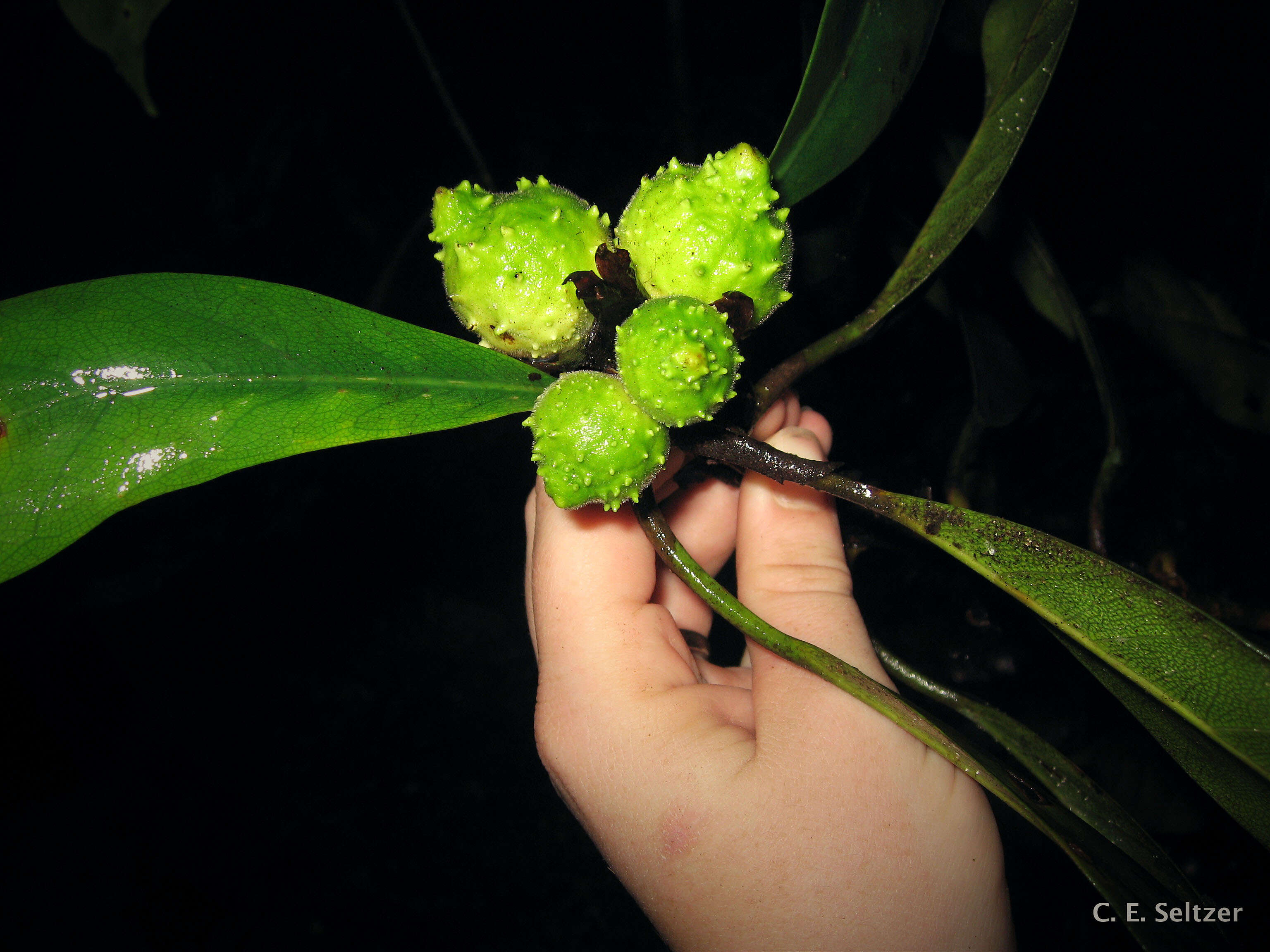 صورة Ficus cyathistipula Warb.