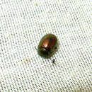 Image of Klamath Weed Beetle