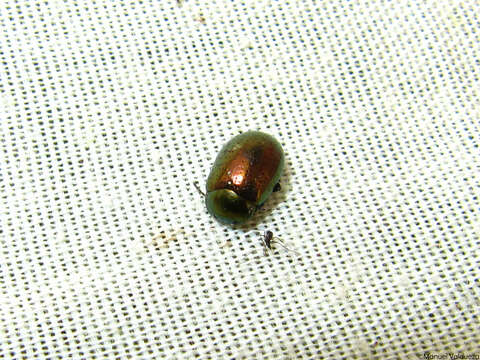Image of Chrysolina