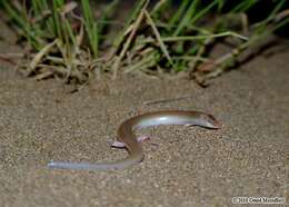 Image of Indian Sand Swimmer