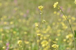 Image of hoary mustard