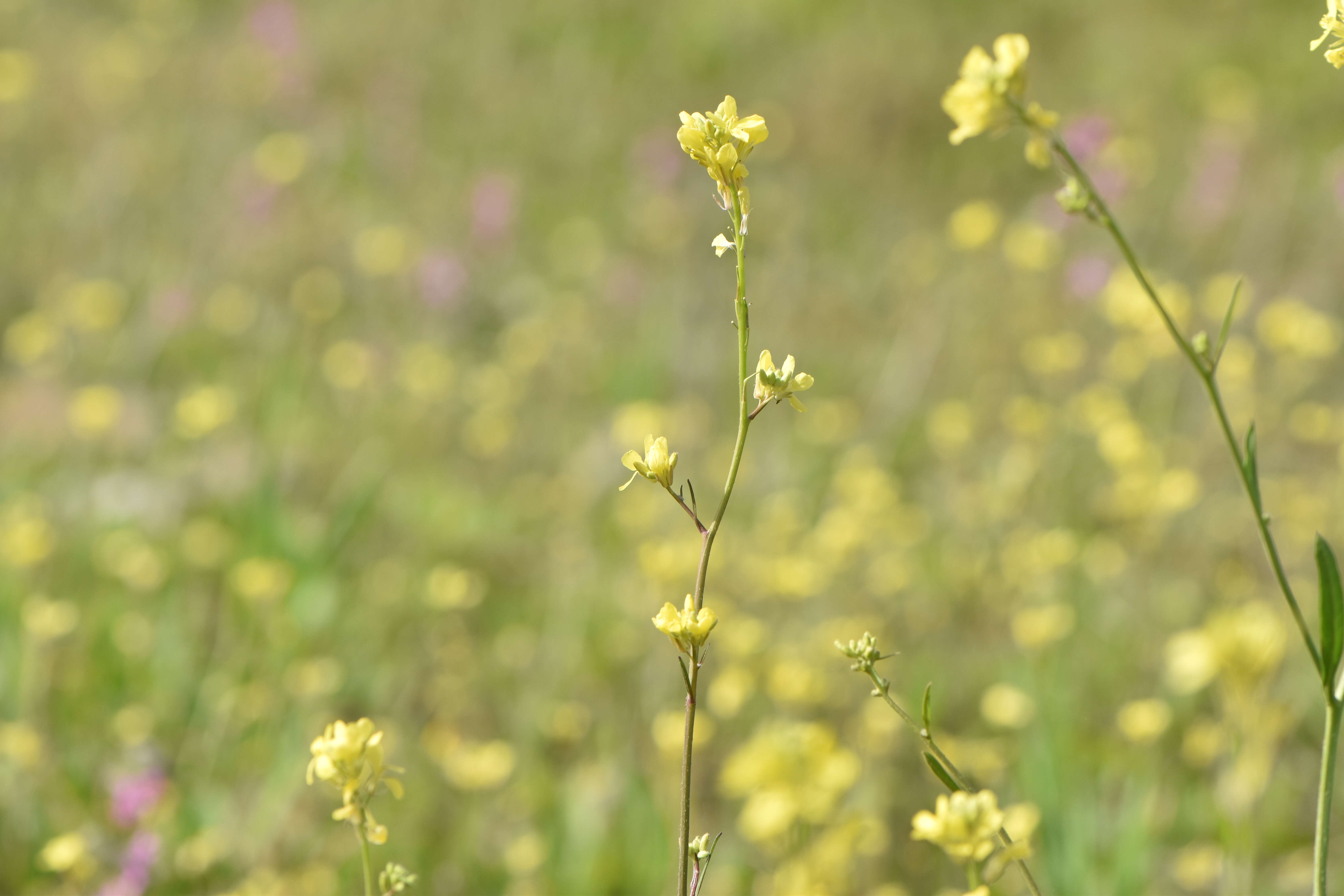 Image of hoary mustard