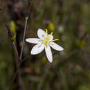 Thelionema caespitosum (R. Br.) R. J. F. Hend. resmi