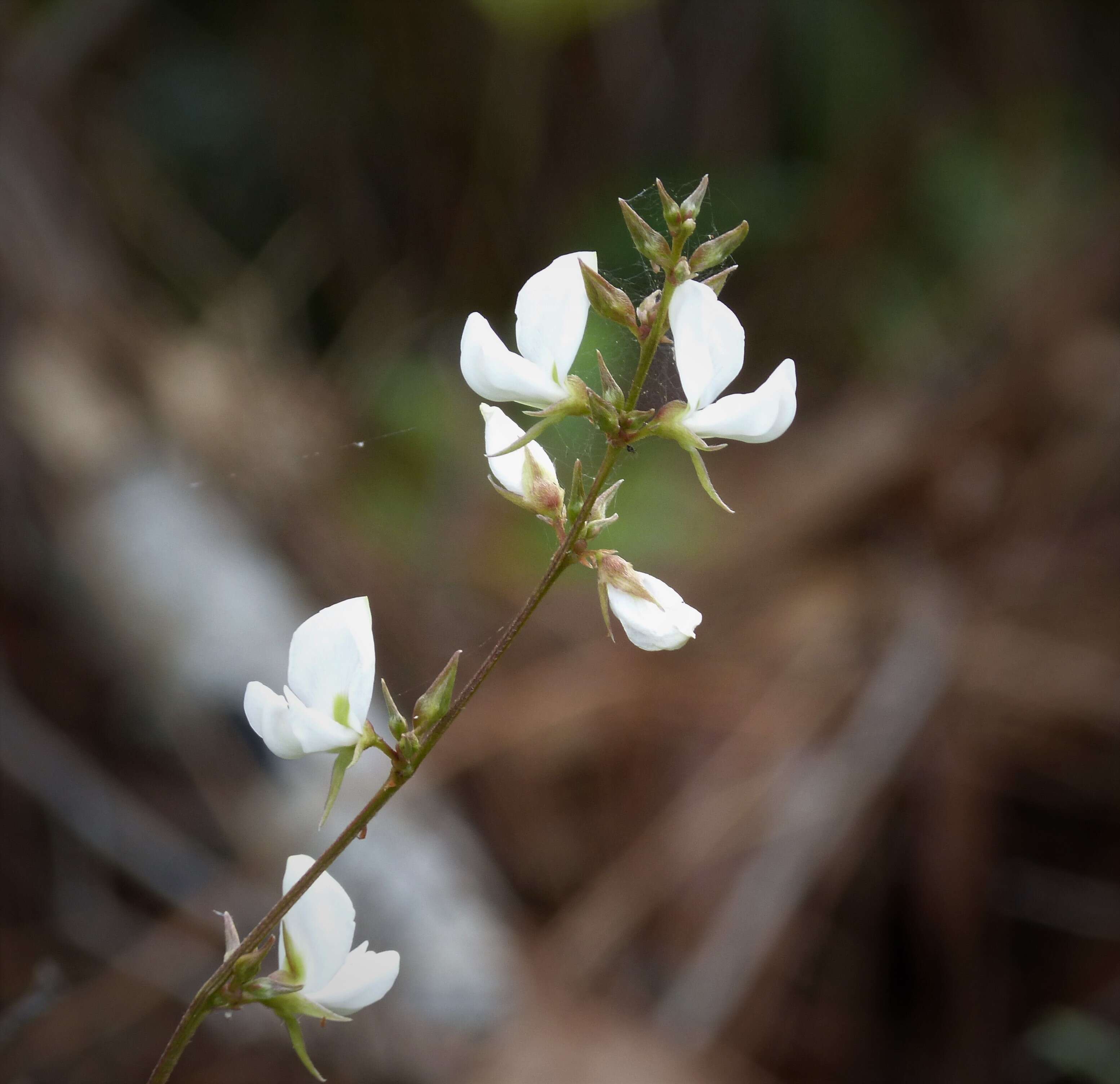 Image of wild indigo