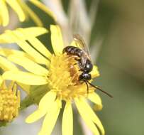 Image of Halictus Latreille 1804