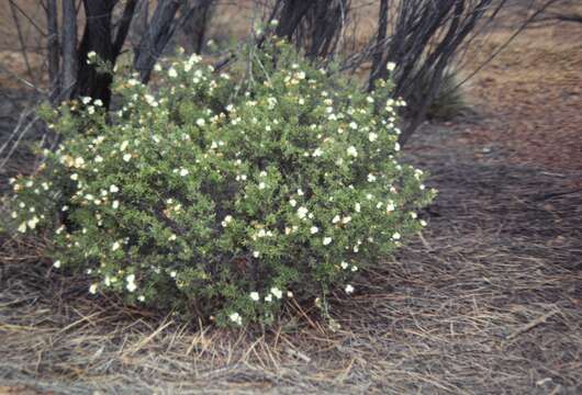 Image of Phebalium tuberculosum (F. Müll.) Benth.