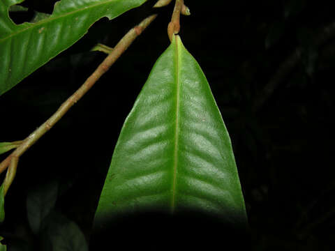 Plancia ëd Ardisia dunlapiana P. H. Allen