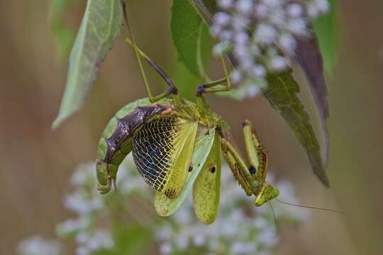 Image of Mantis