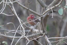 Image of Firefinch