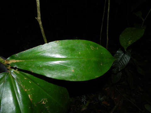 Image of Costus ricus Maas & H. Maas