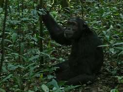 Image of Chimpanzees