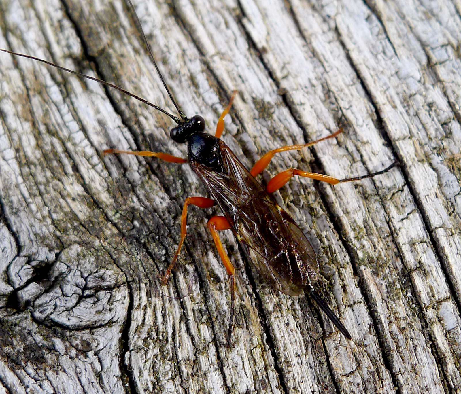 Image of Pimpla rufipes (Miller 1759)