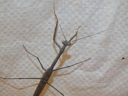 Image of Archimantis