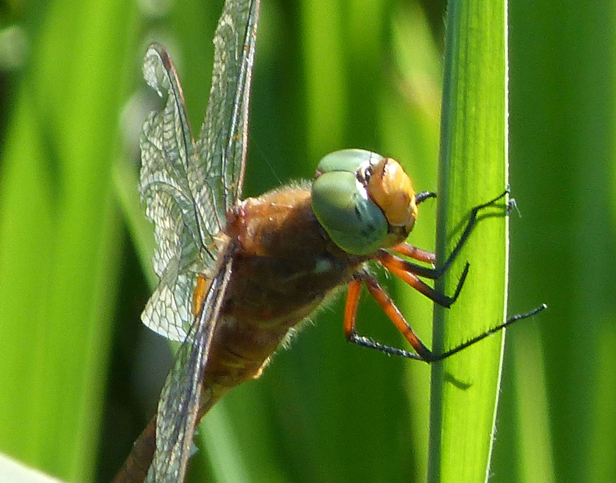 Image of green-eyed hawker