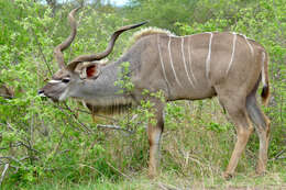 Image of Spiral-horned Antelope