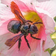 Image of carpenter bee