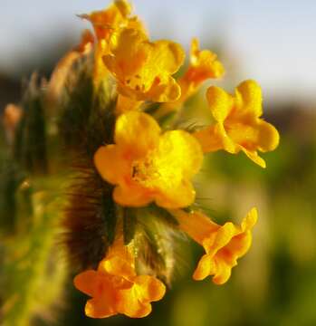 Image of Menzies' fiddleneck