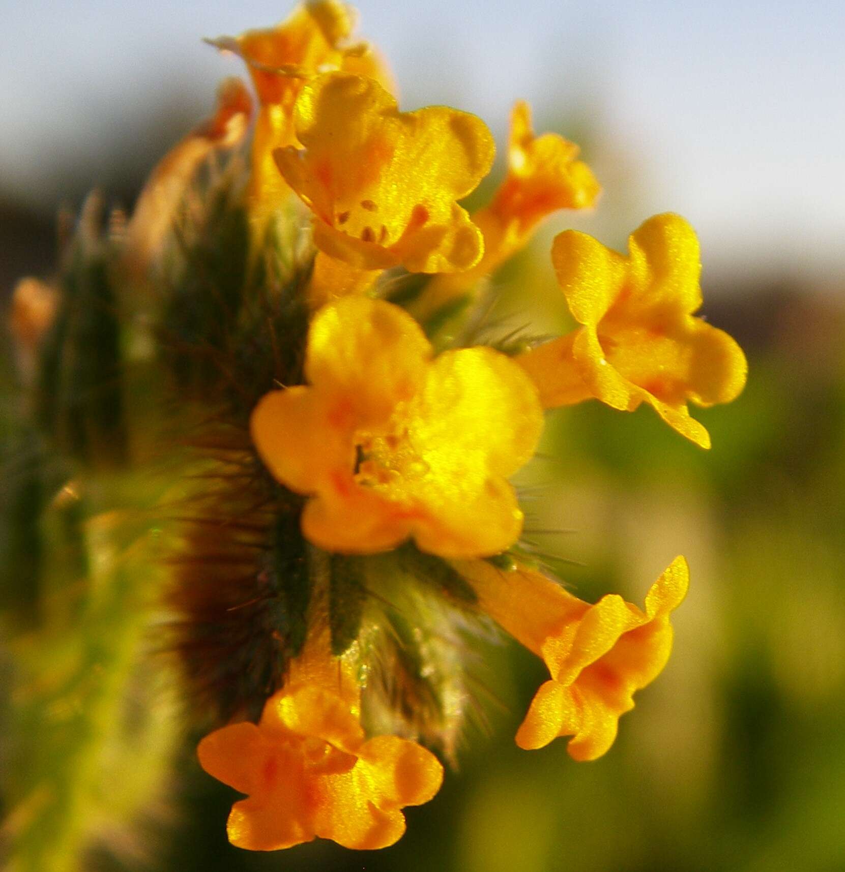 Image of fiddleneck