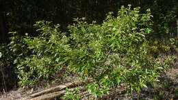 Image of Solanum asperum L. A. Rich.