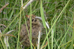 Image of Arctic Tern